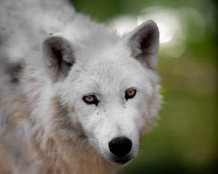 White wolves from ZOO Skopje dug a hole and escaped from the habitat, killing kangaroos and emu birds