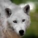 White wolves from ZOO Skopje dug a hole and escaped from the habitat, killing kangaroos and emu birds