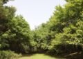 The forest created by Alexander Fedin in Surkhandarya will be turned into a “Garden of Dendrology”.
