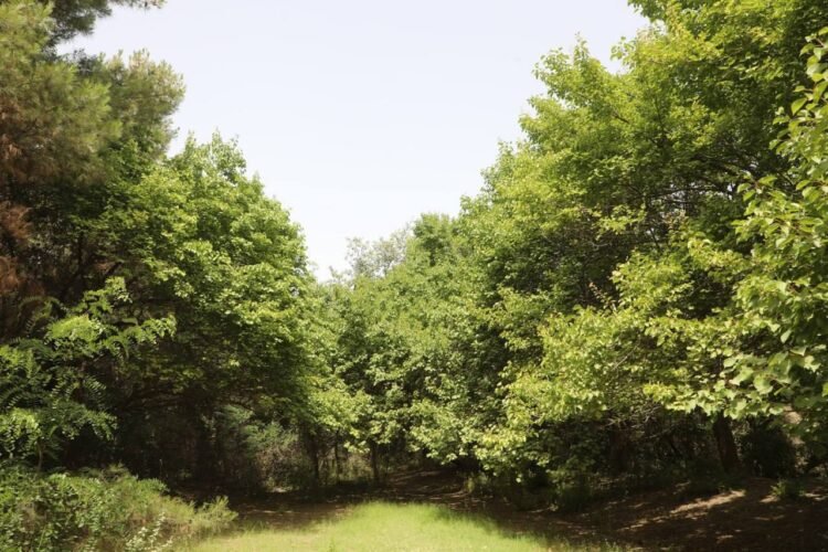 The forest created by Alexander Fedin in Surkhandarya will be turned into a “Garden of Dendrology”.