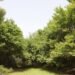The forest created by Alexander Fedin in Surkhandarya will be turned into a “Garden of Dendrology”.