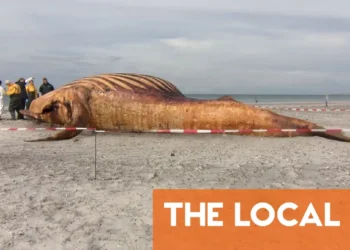 Danish autopsy finds Timmy the whale was female