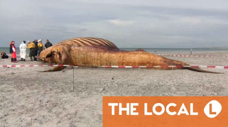 Danish autopsy finds Timmy the whale was female