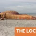 Danish autopsy finds Timmy the whale was female