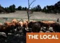 French farmers fear harvest fallout as heatwave kills livestock and cuts yields