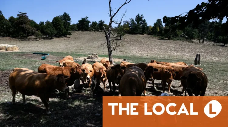 French farmers fear harvest fallout as heatwave kills livestock and cuts yields