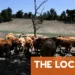 French farmers fear harvest fallout as heatwave kills livestock and cuts yields
