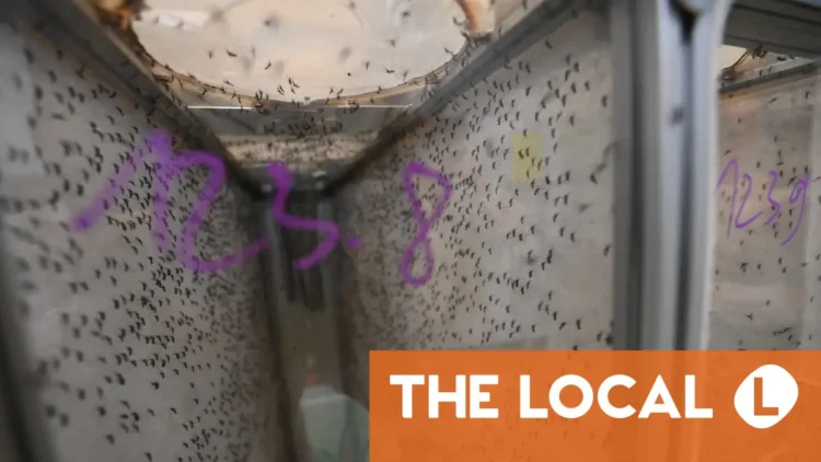 Scaling up key as French firm bets on sterile mosquitoes
