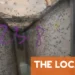Scaling up key as French firm bets on sterile mosquitoes