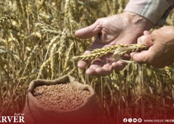 Economy ministry introduces new controls on grain imports