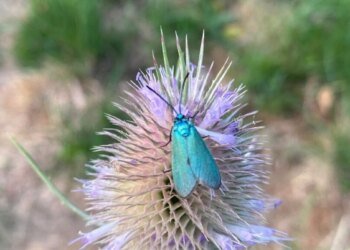 Thujen, poison and fertilizer out of the garden! – DiePresse.com