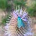 Thujen, poison and fertilizer out of the garden! – DiePresse.com