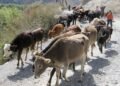 Laboratory diagnostics of animal diseases and food risks will be strengthened in Tajikistan