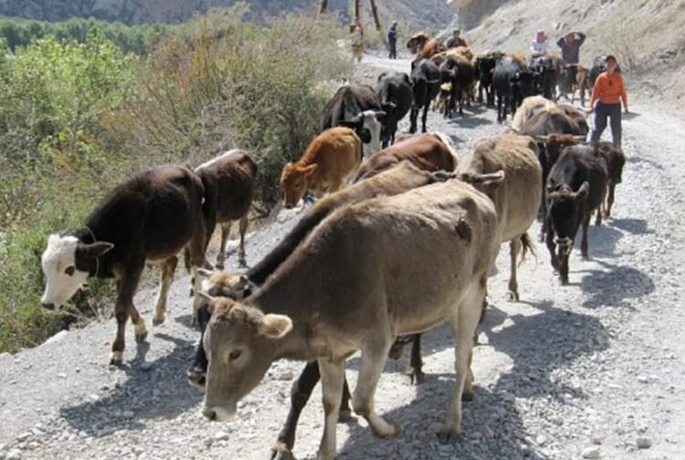 Laboratory diagnostics of animal diseases and food risks will be strengthened in Tajikistan