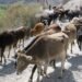 Laboratory diagnostics of animal diseases and food risks will be strengthened in Tajikistan