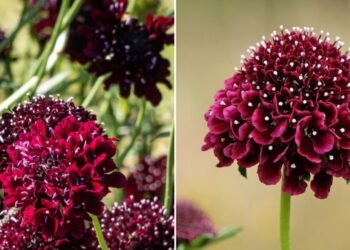 Plant in June – and you will be happy already in July: this flower surprises with its almost black flowers | Life