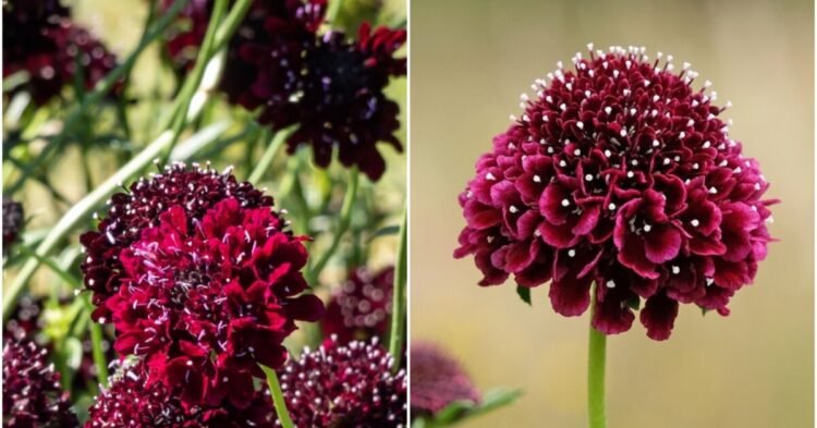 Plant in June – and you will be happy already in July: this flower surprises with its almost black flowers | Life