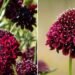 Plant in June – and you will be happy already in July: this flower surprises with its almost black flowers | Life