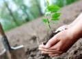 40 thousand hectares are restored annually to cope with fire losses – Al-Shorouk Online