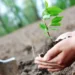 40 thousand hectares are restored annually to cope with fire losses – Al-Shorouk Online