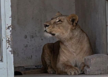 “Lioness” in a residential neighborhood in Hassi Messaoud.. Civil Protection intervenes – Al-Shorouk Online