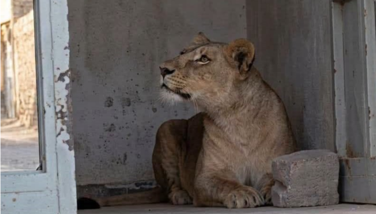 “Lioness” in a residential neighborhood in Hassi Messaoud.. Civil Protection intervenes – Al-Shorouk Online