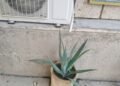 Air conditioner water…when is it useful and when does it become dangerous?