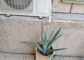 Air conditioner water…when is it useful and when does it become dangerous?