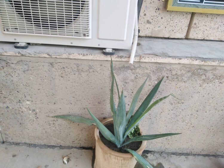 Air conditioner water…when is it useful and when does it become dangerous?