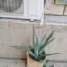 Air conditioner water…when is it useful and when does it become dangerous?