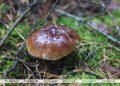 Belarus set to permit cross-border wild foraging by Ukrainians in its forests