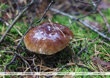 Belarus set to permit cross-border wild foraging by Ukrainians in its forests