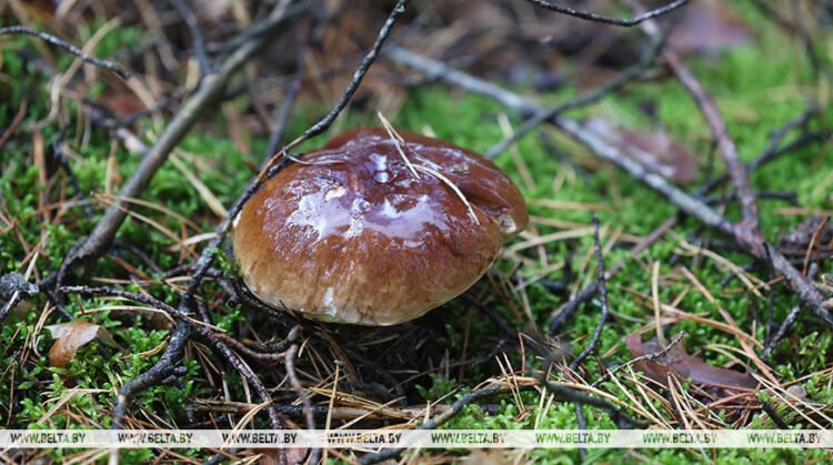 Belarus set to permit cross-border wild foraging by Ukrainians in its forests