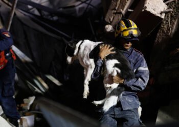 In Venezuela’s Rubble, a Search for the Family Pets