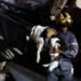 In Venezuela’s Rubble, a Search for the Family Pets