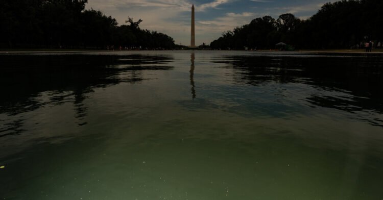 E Pluribus Algae: Why Green Pond Scum Is as American as Red, White and Blue
