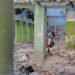 Cuba and the night: What is dystopia for?