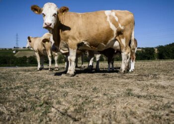 Swiss cows affected by mystery disease