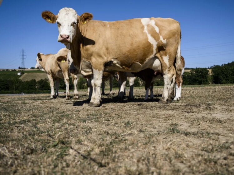 Swiss cows affected by mystery disease