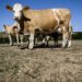 Swiss cows affected by mystery disease