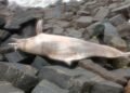 What a dolphin’s death in Kerala reveals about India’s marine plastic pollution