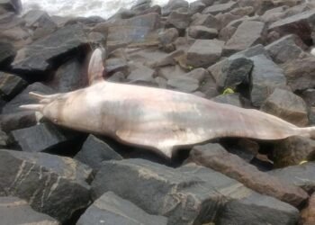 What a dolphin’s death in Kerala reveals about India’s marine plastic pollution