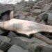 What a dolphin’s death in Kerala reveals about India’s marine plastic pollution