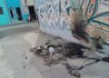Pests: Bedbugs spread through a Havana turned into a garbage dump