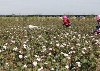 Government warns against F2 hybrid cotton seeds, offers mechanization support