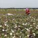 Government warns against F2 hybrid cotton seeds, offers mechanization support