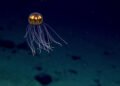 Deep-sea mining talks end without a framework… again