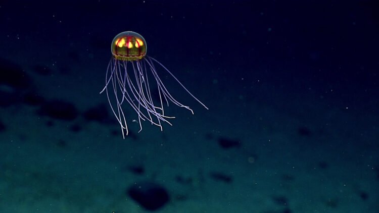 Deep-sea mining talks end without a framework… again