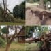 The storm hit Dzūkia hard: crosses were turned into crosses, trees were broken in the vicinity of Valkininkai