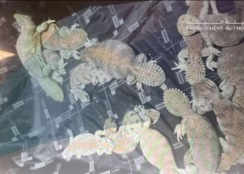 EA blocks animal smuggling attempt at Muscat Airport